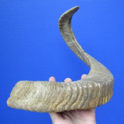 25-1/2 inches African Merino Sheep Horn for Sale for $25.99