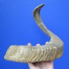 25-1/2 inches African Merino Sheep Horn for Sale, Ram Horn - You are buying this one for $25.99