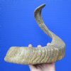 25-1/2 inches African Merino Sheep Horn for Sale, Ram Horn - You are buying this one for $25.99