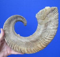 25-1/2 inches African Merino Sheep Horn for Sale for $25.99