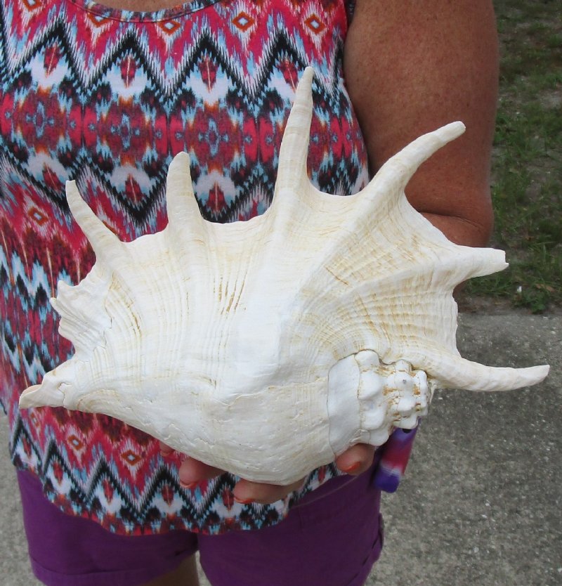 111/2 inches Giant Spider Conch Shell for sale