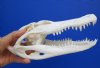 10-1/4 by 4-3/8 inches Bargain Priced Florida Alligator Skull for Sale (slight damage to eye socket, missing couple teeth) - You are buying this one for $59.99