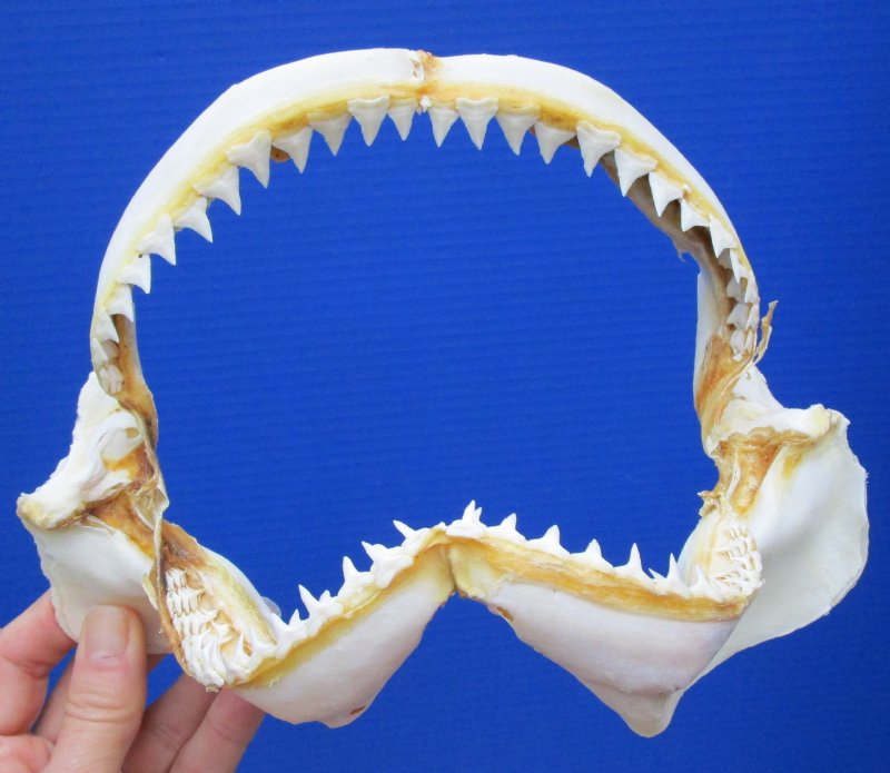 9 by 6-3/4 inches Genuine Dusky Shark Jaw for Sale sourced from India