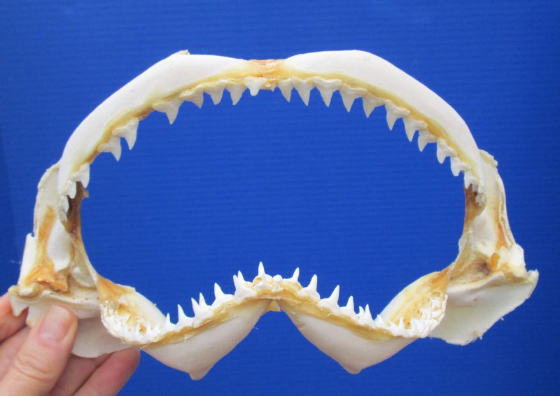 9-1/4 by 5-1/2 Authentic Silvertip Shark Jaw for Sale