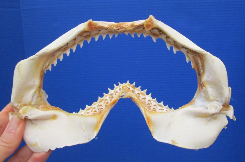 9-1/4 by 5-1/2 Authentic Silvertip Shark Jaw for Sale