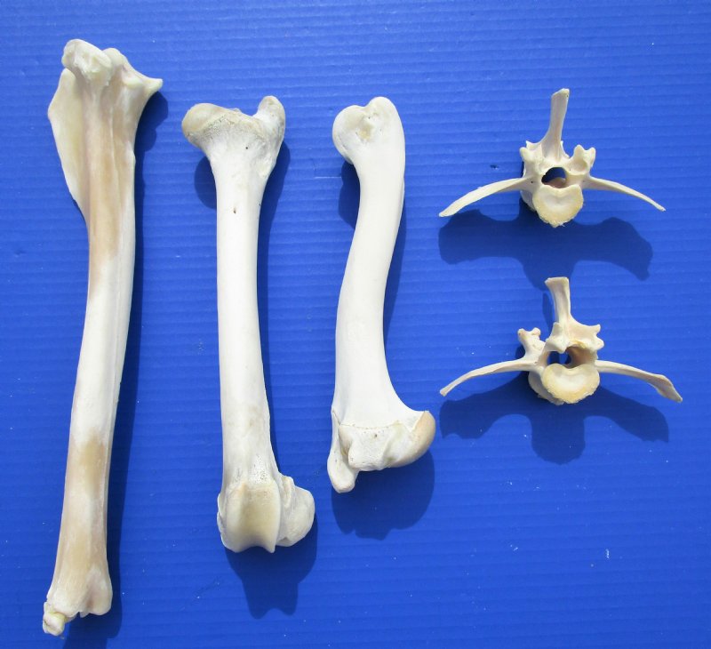 deer bone shoe care