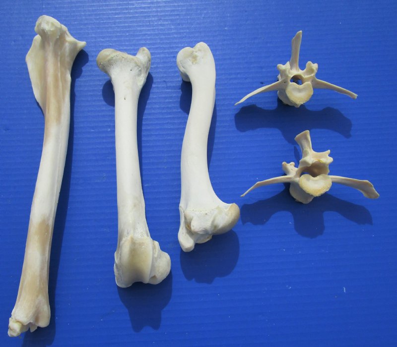 deer bone shoe care