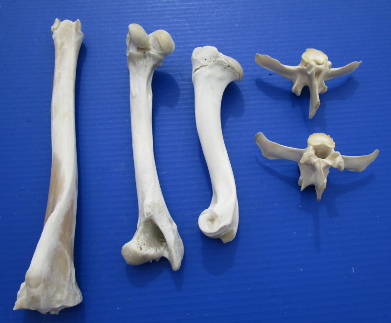 shell cordovan deer bone
