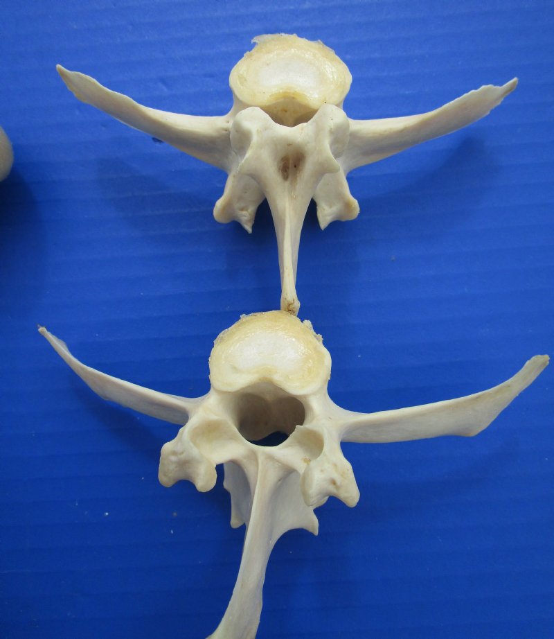 5 Whitetail Deer Bones for Sale, Vertebrae and Leg Bones