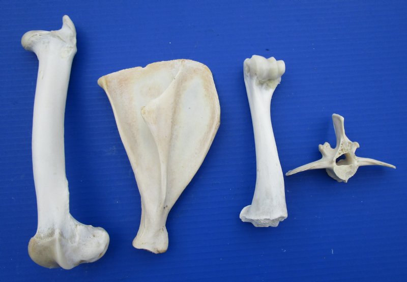 deer bone shoe care