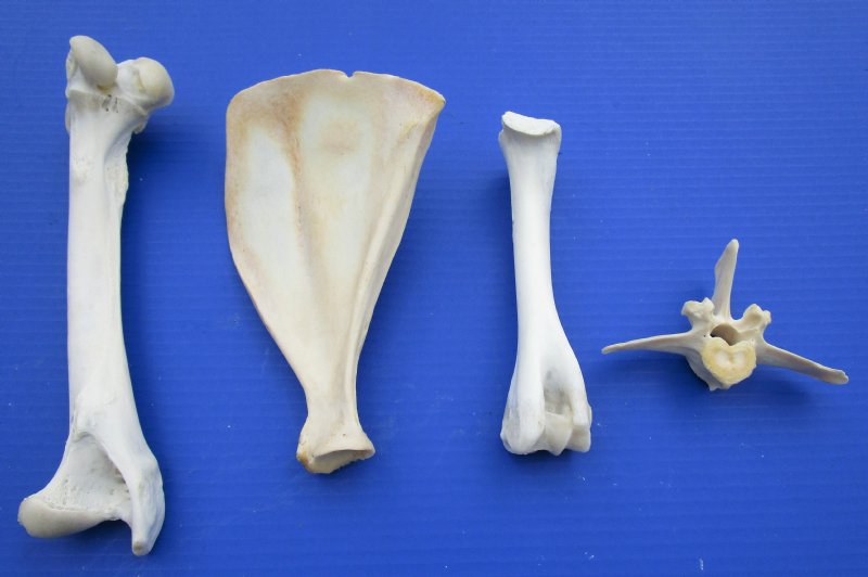 deer bone shoe care