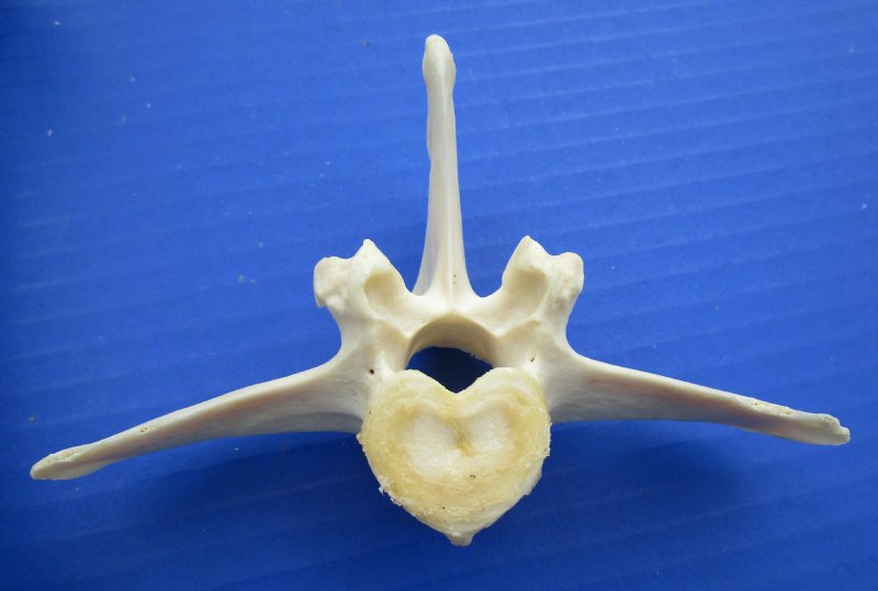 alden deer bone