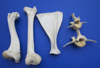 Whitetail Deer Bones