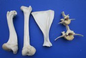 Boar, Deer Bones 