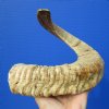 22-3/4 inches Authentic Merino Sheep Horn, Ram Horn for Sale - You are buying this one for $19.99