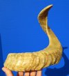 21 inches Real Merino Sheep Horn, Ram Horn for Sale - You are buying this one for $19.99