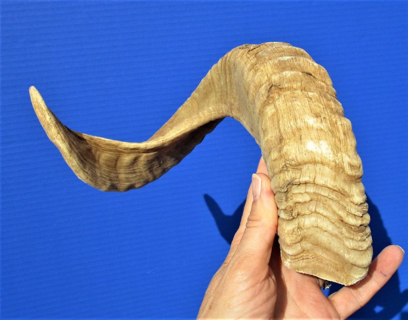 21 inches Real Merino Sheep Horn, Ram Horn for Sale
