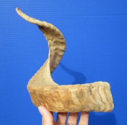 20-3/4 inches Genuine Merino Sheep Horn, Ram Horn for $20.99