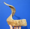 20-3/4 inches Genuine Merino Sheep Horn, Ram Horn for Sale - You are buying this one for $19.99