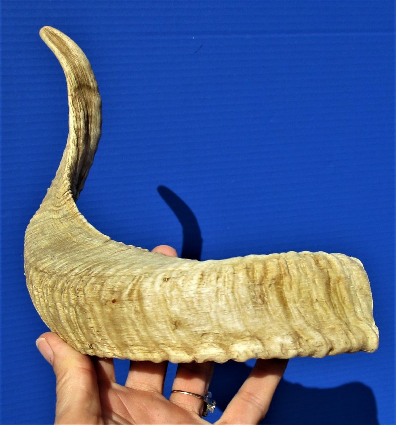 161/2 inches African Merino Sheep Horn, Ram Horn for Sale
