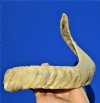 17 inches Merino Sheep Horn for Sale, Ram Horn - You are buying this one for $16.99
