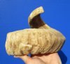 20-1/4 inches Real Merino Sheep Horn for Sale, Ram Horn, with a tight curl - You are buying this one for $19.99