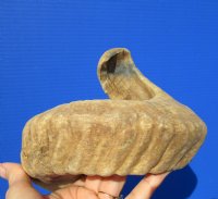 20-1/4 inches Real Merino Sheep Horn for $19.99