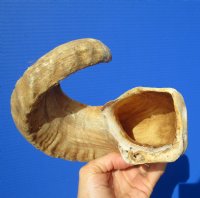 20-1/4 inches Real Merino Sheep Horn for $19.99