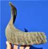 16-1/4 inches Merino Sheep Horn for Sale, Dark Colored Ram Horn  - You are buying this one for $16.99