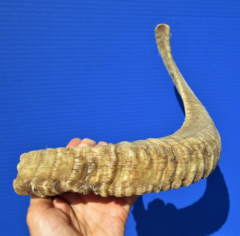 19 inches African Merino Sheep Horn, Ram Horn for Sale