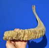 19 inches African Merino Sheep Horn, Ram Horn for Sale - You are buying this one for $17.99