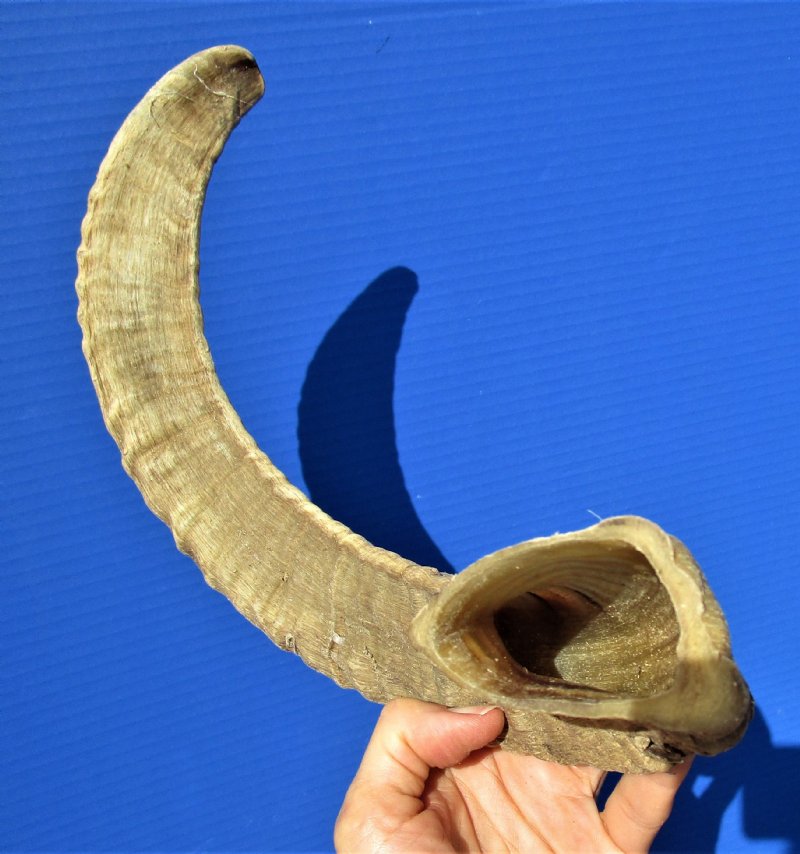 19 inches African Merino Sheep Horn, Ram Horn for Sale