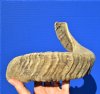 18-3/4 inches Merino Sheep Horn for Sale, Ram Horn - You are buying this one for $17.99