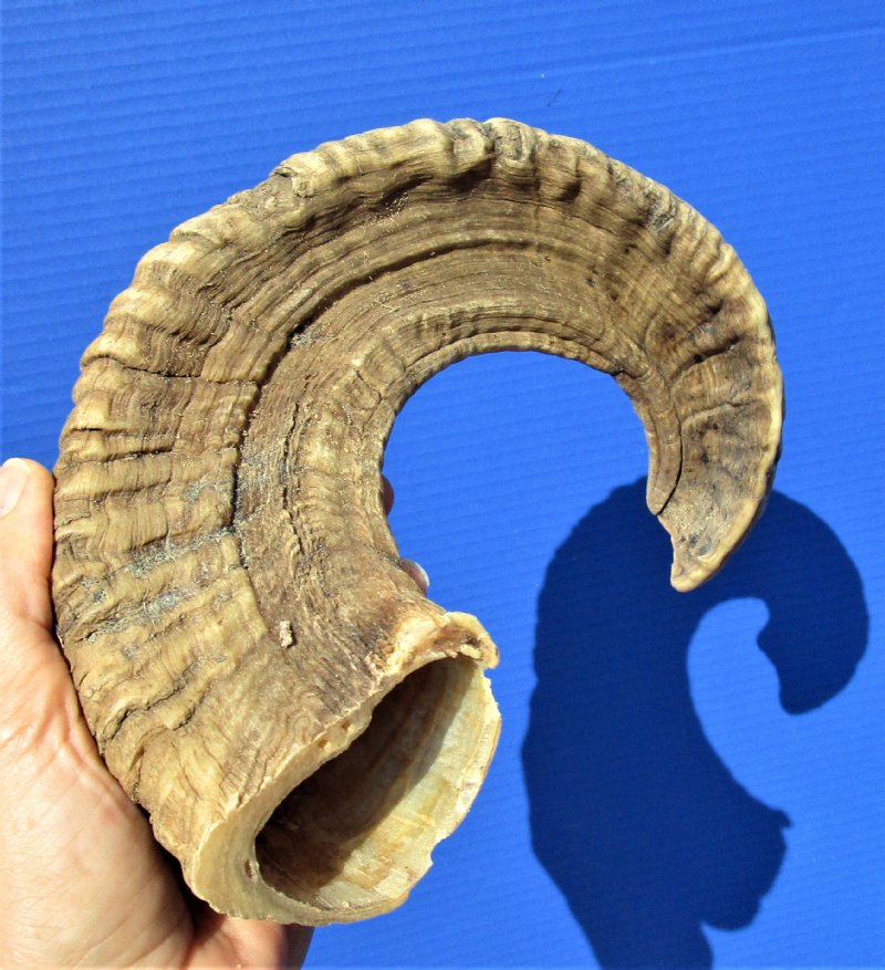 183/4 inches Merino Sheep Horn for Sale, Ram Horn
