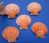 5 Beautiful  Orange Lion's Paw Scallop Shells for Sale 5-1/2 to 5-3/4 inches - You are buying the 5 pictured for $4.00 each