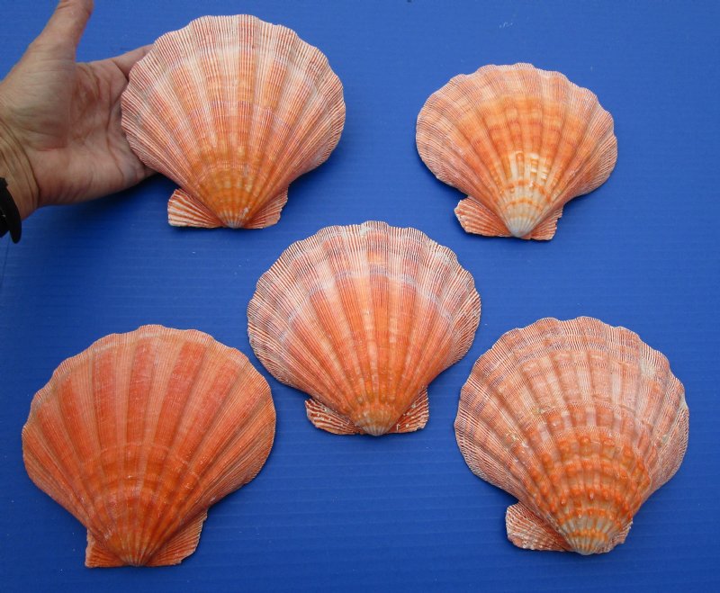 5 Naturally Bright Orange Lion's Paw Scallop Shells for Sale 51/2