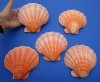 5 Naturally Bright Orange  Lion's Paw Scallop Shells for Sale 5-1/2 to 5-3/4 inches - You are buying the 5 pictured for $4.00 each