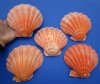 Five 5-1/2 to 5-3/4 inches Pretty Bright Colored Natural Orange  Lion's Paw Scallop Shells for Sale - You are buying the ones pictured for $4.00 each