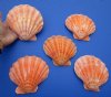 5 Brightly Colored Orange  Lion's Paw Scallop Shells for Sale 5-1/2 to 5-7/8 inches - You are buying the 5 pictured for $4.00