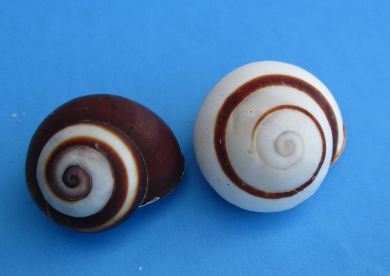 1 to 11/2 inches Small Round Striped Land Snails for Sale 100 .40 each