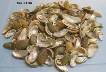 Green Donkey Ear Abalone Shells <font color=red> Wholesale in Bulk</font>, 2 to 3-1/4 inches - 10 kilos (22 pounds) @ $9.00 a kilo