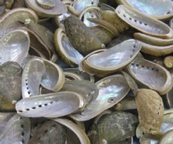 Green Donkey Ear Abalone Shells  - 1 kilo @ $16.00 a bag
