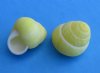 Small Round Yellow Land Snails 1 to 1-1/2 inches - 100 @ .20 each (Plus $7.50 First Class Mail)