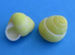 Small Round Yellow Land Snails 1 to 1-1/2 inches - 100 @ .20 each (Plus $7.50 USPS Ground Advantage)