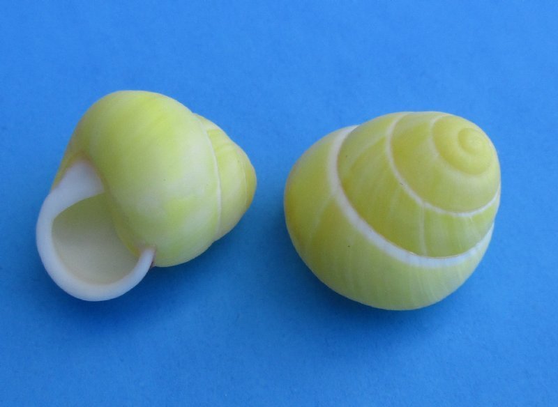 Under 1 inch Wholesale Tiny Yellow Land Snails for Sale in Bulk