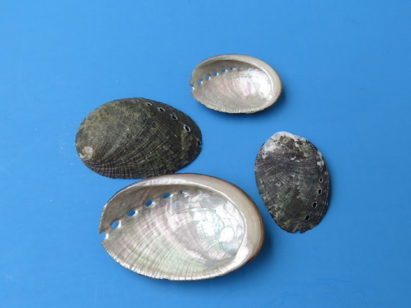 Small Green Beautiful Abalone Shells in Bulk 1 to 2 inches $7.50 a bag