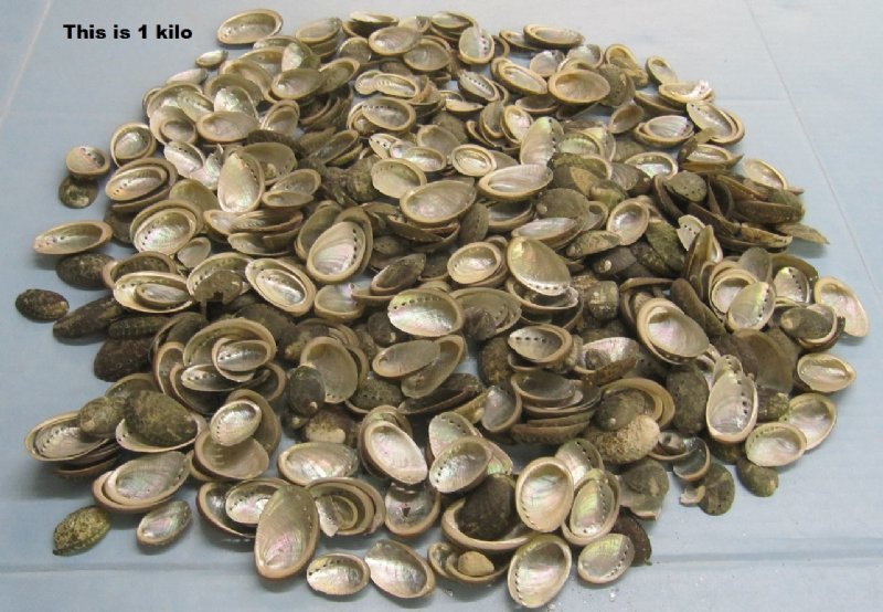 Small Green Beautiful Abalone Shells in Bulk 1 to 2 inches 7.50 a bag