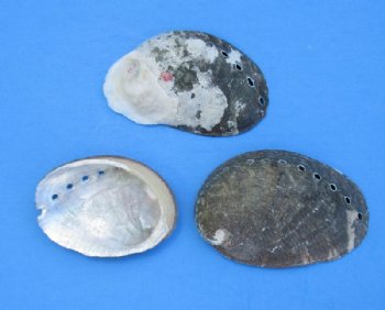 Beautiful Abalone Shells in Bulk 1 to 2 inches -Case: 10 kilos @ $9.00 a kilo ; 2  <font color=red> Wholesale Cases</font> @ $6.30 a kilo
