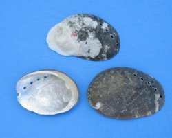 Small Beautiful Abalone Shells, 1 to 2 inches - $10.99 a kilo (2.2 pounds)