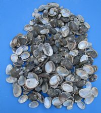 Small Beautiful Abalone Shells, 1 to 2 inches - $10.99 a kilo (2.2 pounds)